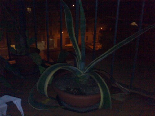 Agave