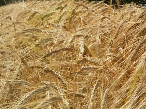 Grano