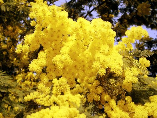 mimose.jpg