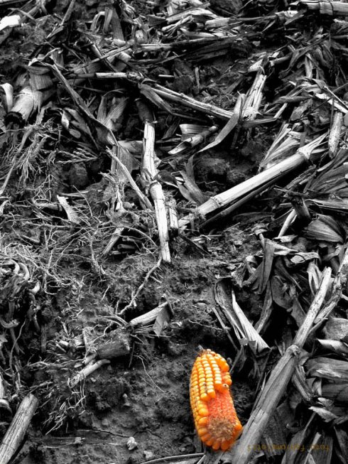 Pannocchia per contrasto Pannocchia per contrasto